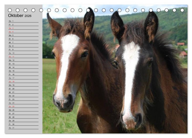 Produktbild: Das Shire Horse. Impressionen (Tischkalender 2026 DIN A5 quer), CALVENDO Monatskalender