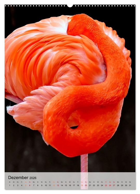 Produktbild: Flamingos - Eleganz und Sch&ouml;nheit (Wandkalender 2026 DIN A2 hoch), CALVENDO Monatskalender