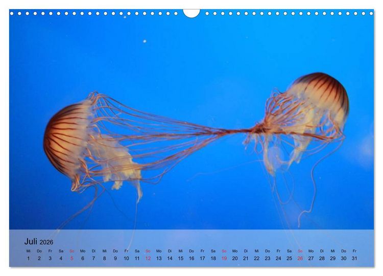Produktbild: Quallen. Die Welt der Medusen (Wandkalender 2026 DIN A3 quer), CALVENDO Monatskalender