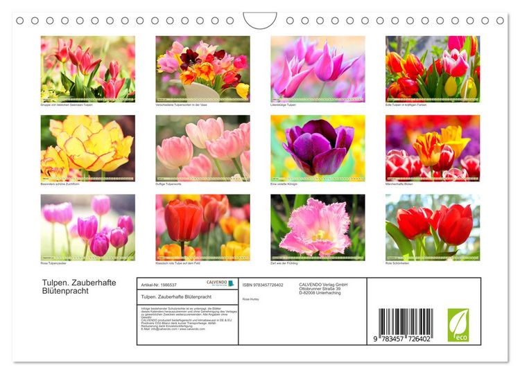 Produktbild: Tulpen. Zauberhafte Bl&uuml;tenpracht (Wandkalender 2026 DIN A4 quer), CALVENDO Monatskalender
