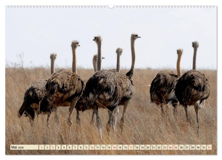 Produktbild: Strau&szlig;e. Afrikas sch&ouml;ne Laufv&ouml;gel (hochwertiger Premium Wandkalender 2026 DIN A2 quer), Kunstdruck in Hochglanz
