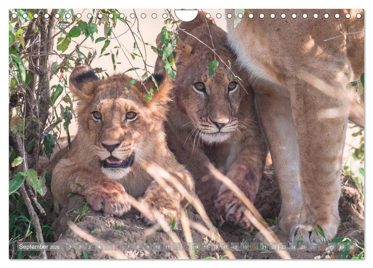 Produktbild: L&ouml;wen - Raubkatzen Afrikas (Wandkalender 2026 DIN A4 quer), CALVENDO Monatskalender