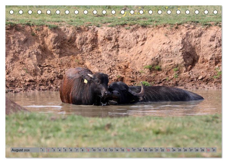 Produktbild: Wasserb&uuml;ffel - In der Ruhe liegt die Kraft (Tischkalender 2026 DIN A5 quer), CALVENDO Monatskalender