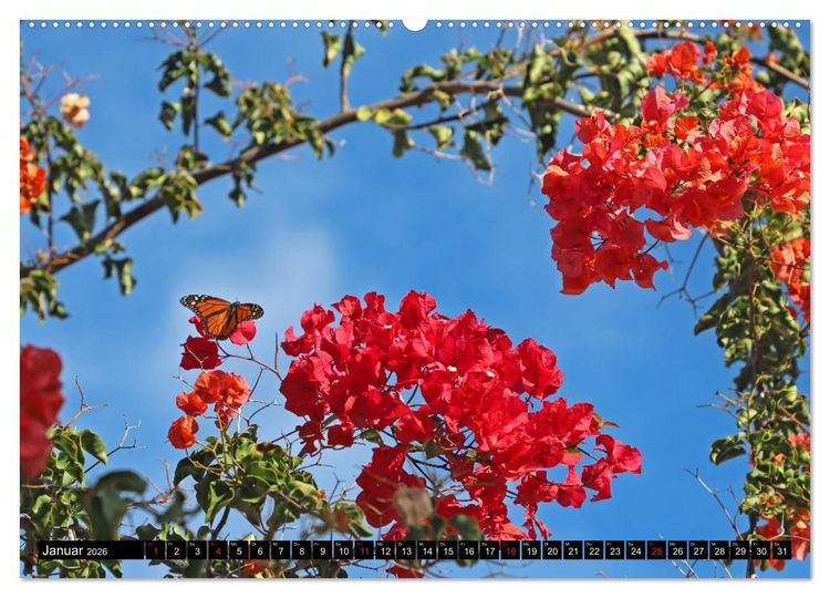 Produktbild: Puerto de la Cruz - Stadt am Atlantik (hochwertiger Premium Wandkalender 2026 DIN A2 quer), Kunstdruck in Hochglanz