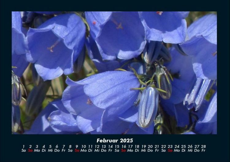 Produktbild: Blumentr&auml;ume 2025 Fotokalender DIN A4