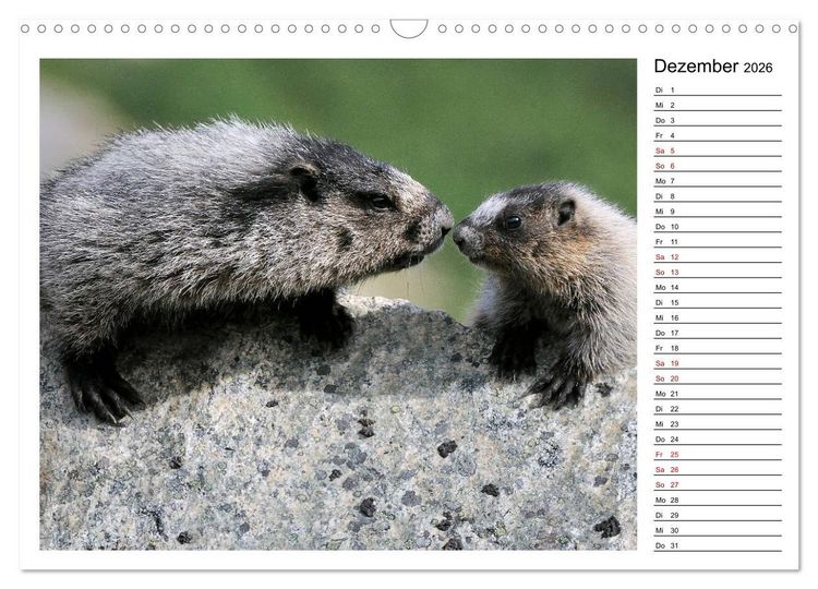 Produktbild: Murmeltiere in Nordamerika (Wandkalender 2026 DIN A3 quer), CALVENDO Monatskalender