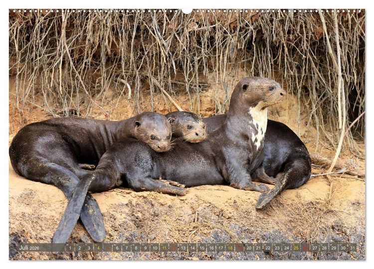 Produktbild: Tierparadies Pantanal (hochwertiger Premium Wandkalender 2026 DIN A2 quer), Kunstdruck in Hochglanz