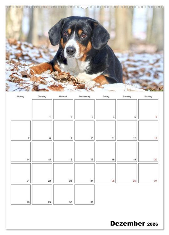 Produktbild: Entlebucher Sennenhunde begleiten Sie durch das Jahr (hochwertiger Premium Wandkalender 2026 DIN A2 hoch), Kunstdruck in Hochglanz