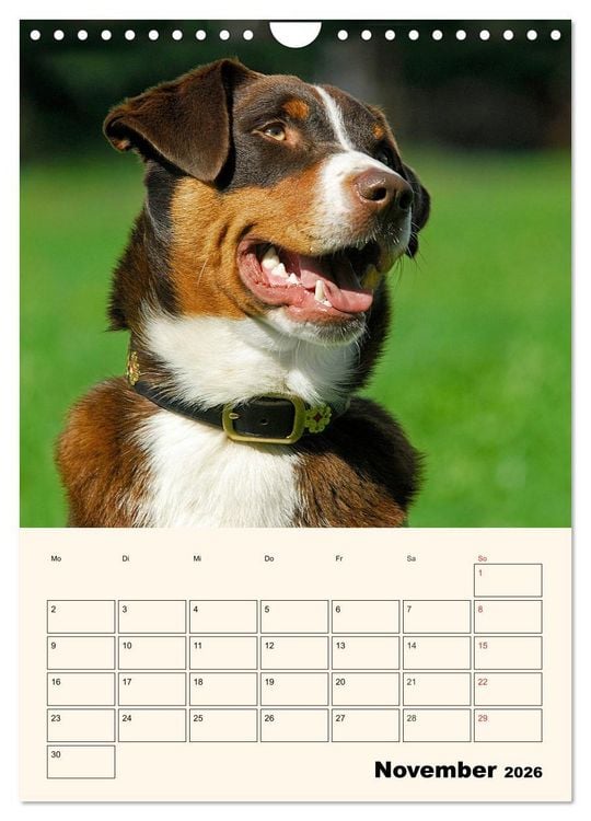 Produktbild: Appenzeller Sennenhund - Mit Plan durch das Jahr (Wandkalender 2026 DIN A4 hoch), CALVENDO Monatskalender