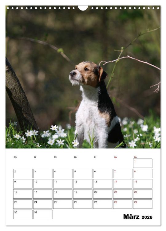 Produktbild: Tender Fellows - Parson Russell Terrier (Wandkalender 2026 DIN A3 hoch), CALVENDO Monatskalender