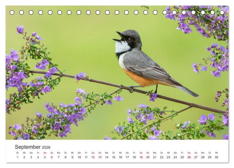 Produktbild: Singv&ouml;gel aus Australien (Tischkalender 2026 DIN A5 quer), CALVENDO Monatskalender