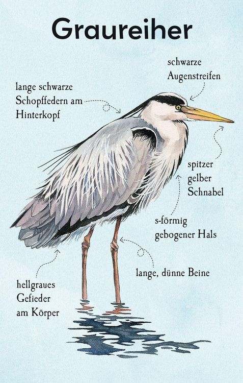 Produktbild: Natur-Entdecker-Karten: Unsere heimischen V&ouml;gel