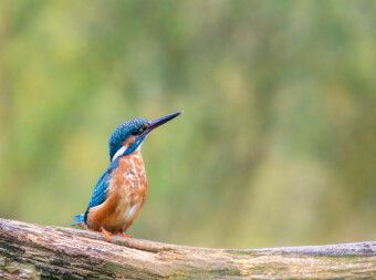 Produktbild: CALVENDO Puzzle Eisvogel auf seinem Ast | 2000 Teile Lege-Gr&ouml;&szlig;e 90x67cm Foto-Puzzle f&uuml;r gl&uuml;ckliche Stunden