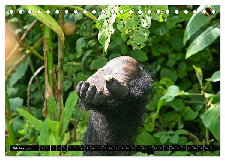 Produktbild: Berggorillas - die sanften Riesen (Tischkalender 2026 DIN A5 quer), CALVENDO Monatskalender