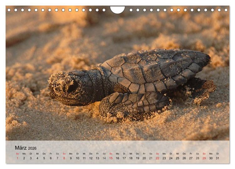 Produktbild: Meeresschildkr&ouml;ten. Nomaden der Ozeane (Wandkalender 2026 DIN A4 quer), CALVENDO Monatskalender