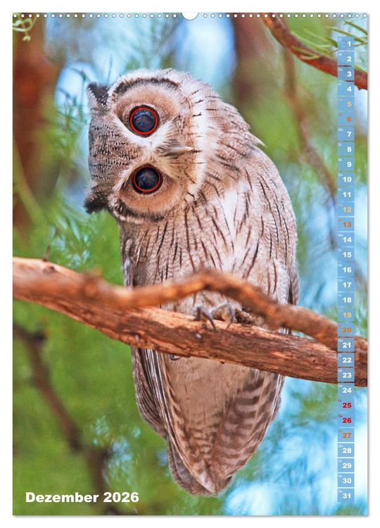 Produktbild: Eulen: In die Augen geschaut (hochwertiger Premium Wandkalender 2026 DIN A2 hoch), Kunstdruck in Hochglanz