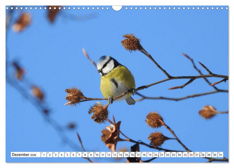 Produktbild: Vogelkalender (Wandkalender 2026 DIN A3 quer), CALVENDO Monatskalender