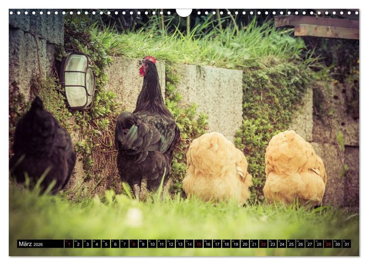 Produktbild: H&uuml;hner in meinem Garten (Wandkalender 2026 DIN A3 quer), CALVENDO Monatskalender