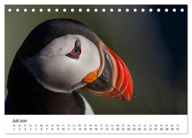 Produktbild: Papageitaucher: Puffin - Lundi - Fratercula arctica (Tischkalender 2026 DIN A5 quer), CALVENDO Monatskalender