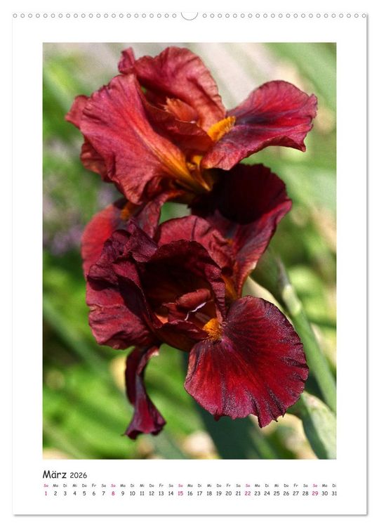 Produktbild: Traumhafte Iris (Wandkalender 2026 DIN A2 hoch), CALVENDO Monatskalender