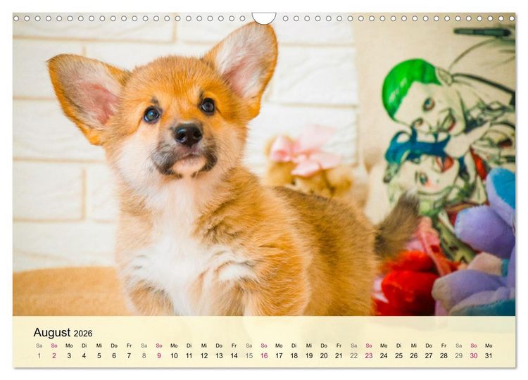 Produktbild: Welsh Corgi. Zauberhafter Dickkopf auf kurzen Beinen (Wandkalender 2026 DIN A3 quer), CALVENDO Monatskalender