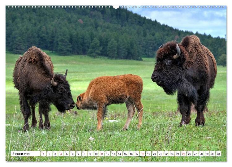 Produktbild: TATONKA Der nordamerikanische Bison (hochwertiger Premium Wandkalender 2026 DIN A2 quer), Kunstdruck in Hochglanz