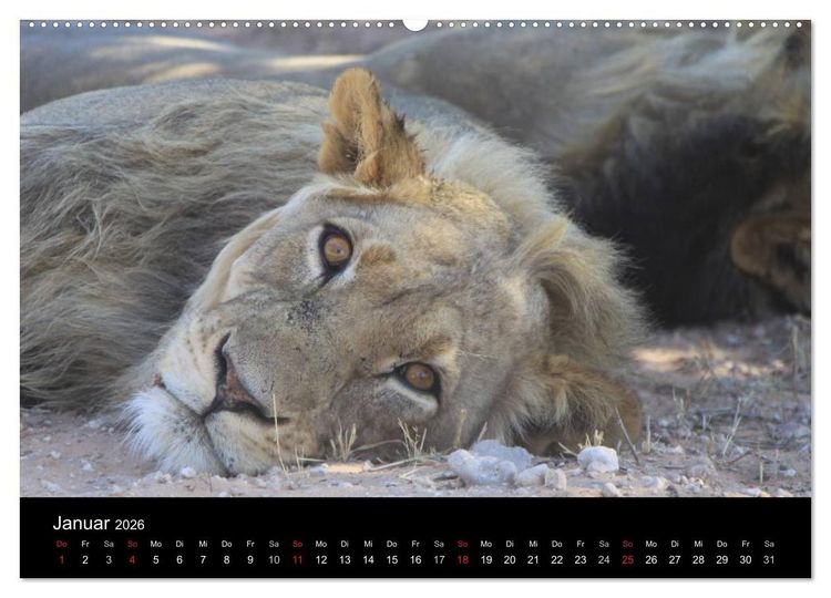 Produktbild: L&ouml;wen - K&ouml;nige der Tiere (Wandkalender 2026 DIN A2 quer), CALVENDO Monatskalender