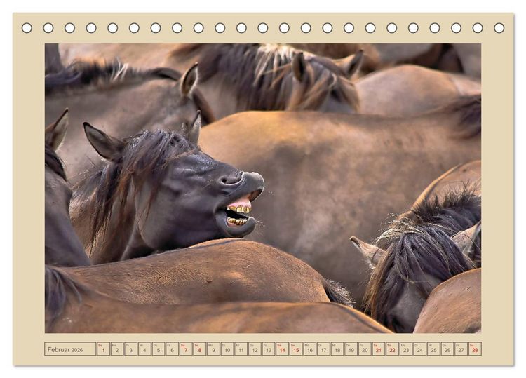 Produktbild: D&uuml;lmener Wildpferde im M&uuml;nsterland (Tischkalender 2026 DIN A5 quer), CALVENDO Monatskalender