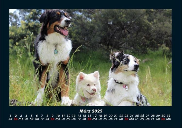 Produktbild: Hunde 2025 Fotokalender DIN A4