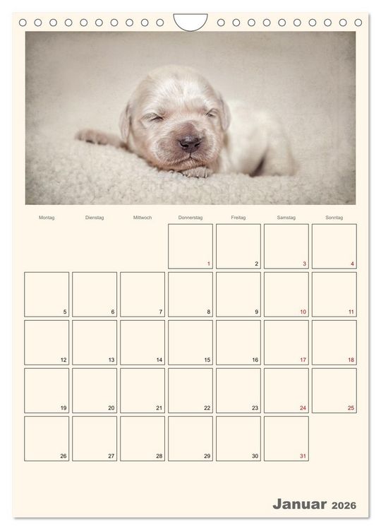 Produktbild: Zauberhafte Golden Retriever (Wandkalender 2026 DIN A4 hoch), CALVENDO Monatskalender