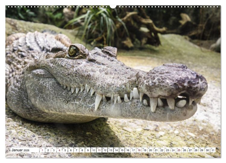 Produktbild: Lustige Tier-Selfies. Tierische Selbstportraits (hochwertiger Premium Wandkalender 2026 DIN A2 quer), Kunstdruck in Hochglanz