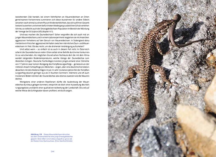 Produktbild: Reptilien in der Schweiz