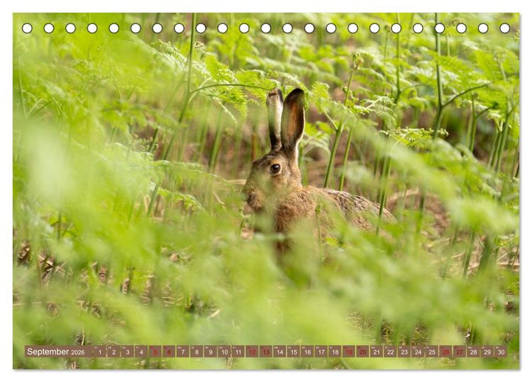 Produktbild: Feldhasen unterwegs in Wald und Flur (Tischkalender 2026 DIN A5 quer), CALVENDO Monatskalender