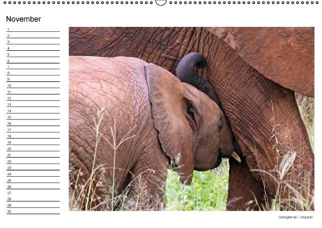 Produktbild: begegnungen - elefanten im s&uuml;dlichen afrika (Wandkalender immerw&auml;hrend DIN A2 quer)