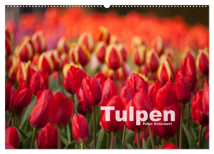 Produktbild: Tulpen (Wandkalender 2026 DIN A2 quer), CALVENDO Monatskalender