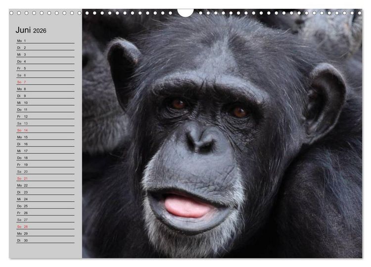 Produktbild: Schimpansen (Wandkalender 2026 DIN A3 quer), CALVENDO Monatskalender
