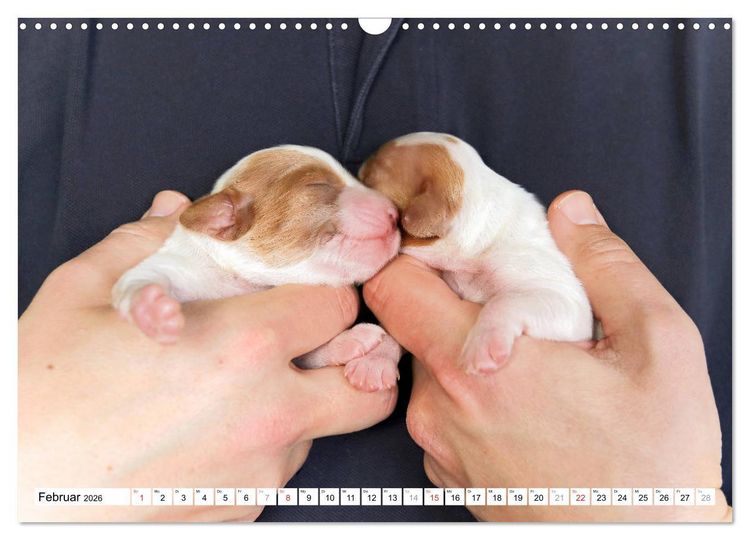 Produktbild: Irish Red and White Setter Welpen (Wandkalender 2026 DIN A3 quer), CALVENDO Monatskalender