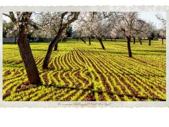 Produktbild: CALVENDO Puzzle Ein Motiv aus dem Kalender Emotionale Momente - Lust auf Landleben auf Mallorca. | 1000 Teile Lege-Gr&ouml;&szlig;e 64x48cm Foto-Puzzle f&uuml;r gl&uuml;ckliche Stunden