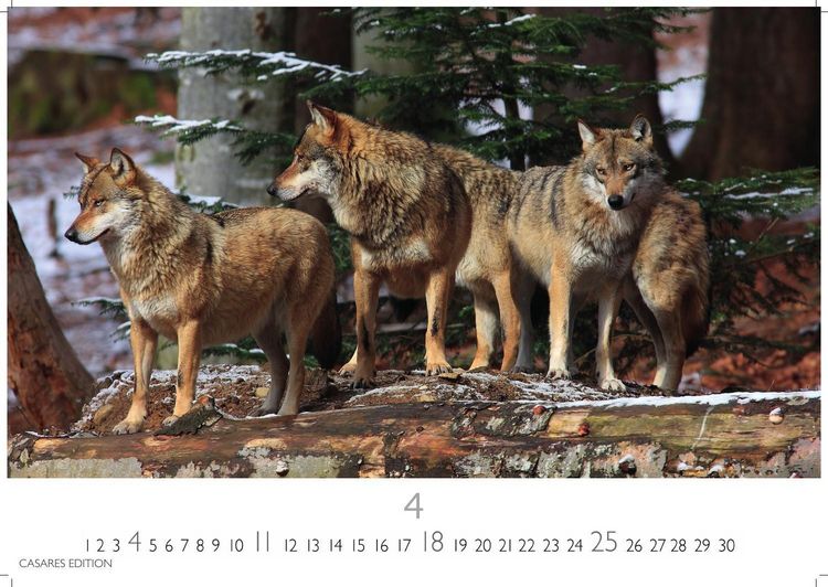 Produktbild: W&ouml;lfe Kalender 2027 &ndash; Wandkalender | Fotokalender Tierkalender 24x35cm - . mit faszinierenden Wolf-Motiven,