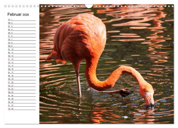 Produktbild: Elegante Flamingo (Wandkalender 2026 DIN A3 quer), CALVENDO Monatskalender