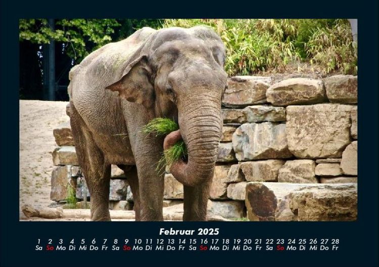 Produktbild: Elefanten - Die sanften Riesen Afrikas 2025 Fotokalender DIN A4