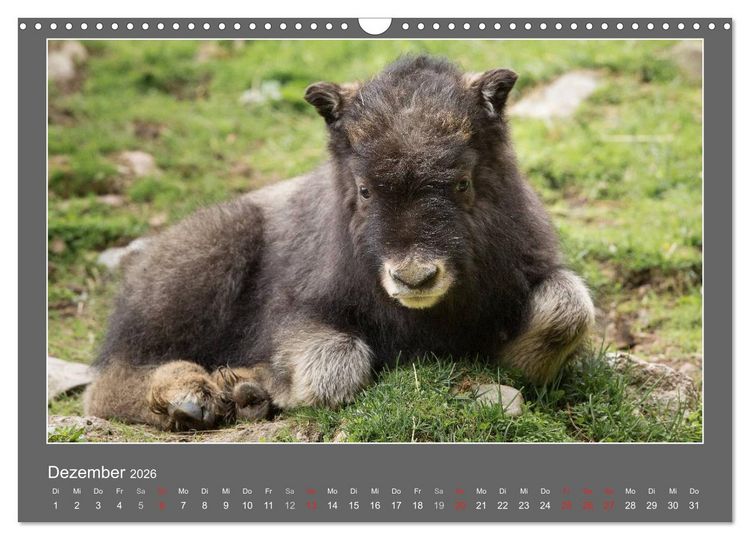 Produktbild: Tierbabys 2026 (Wandkalender 2026 DIN A3 quer), CALVENDO Monatskalender