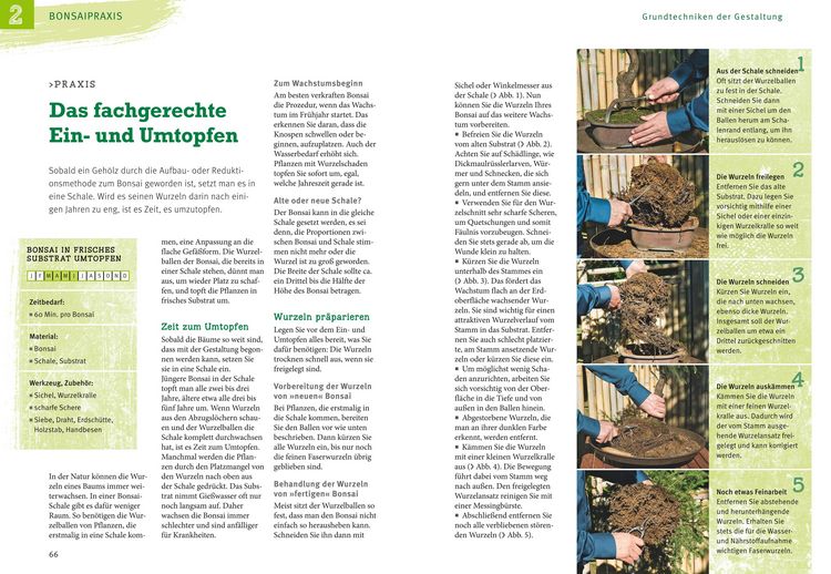 Produktbild: Bonsai ziehen, gestalten und pflegen