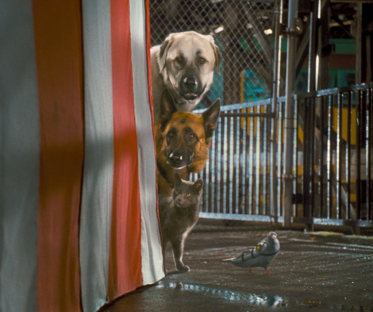Produktbild: Cats & Dogs - Die Rache der Kitty Kahlohr (inkl. Digital Copy)