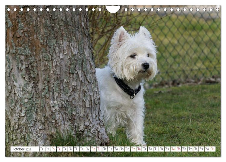 Produktbild: West Highland White Terrier - Your charming companion (Wall Calendar 2026 DIN A4 landscape), CALVENDO 12 Month Wall Calendar