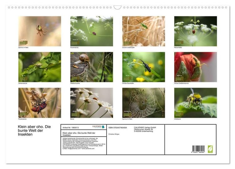 Produktbild: Klein aber oho. Die bunte Welt der Insekten (Wandkalender 2026 DIN A2 quer), CALVENDO Monatskalender