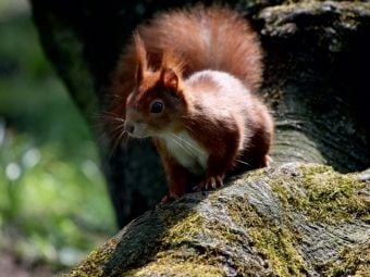Produktbild: CALVENDO Puzzle Eichh&ouml;rnchen im Licht | 1000 Teile Lege-Gr&ouml;&szlig;e 64x48cm Foto-Puzzle f&uuml;r gl&uuml;ckliche Stunden
