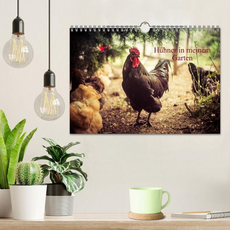 Produktbild: H&uuml;hner in meinem Garten (Wandkalender 2026 DIN A4 quer), CALVENDO Monatskalender