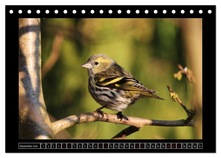 Produktbild: Niederrheinische Vogelwelt (Tischkalender 2026 DIN A5 quer), CALVENDO Monatskalender