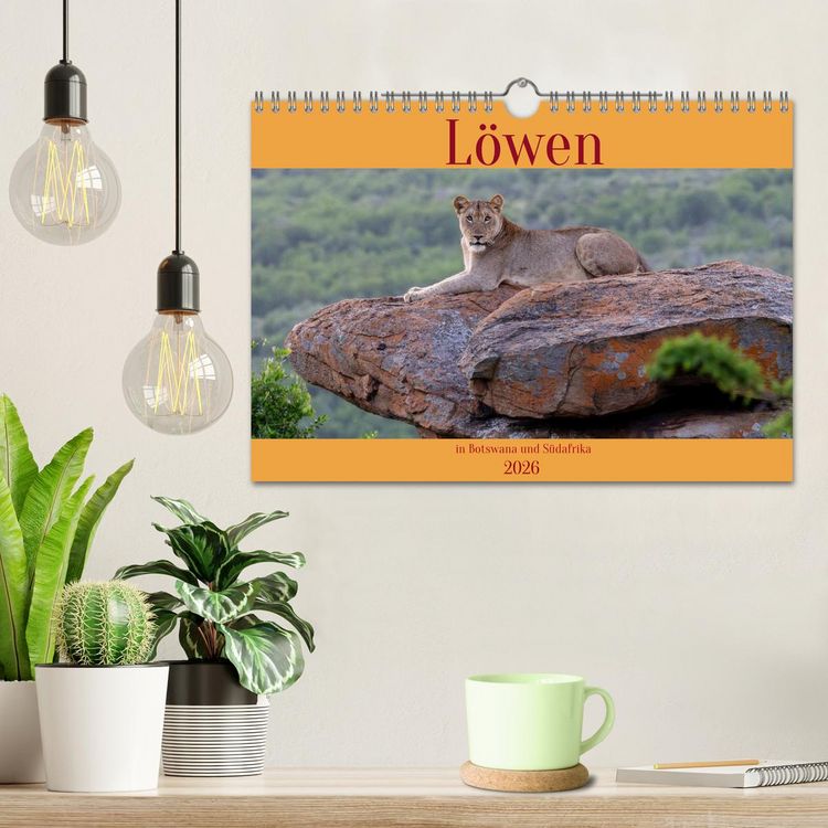 Produktbild: L&ouml;wen in Botswana und S&uuml;dafrika (Wandkalender 2026 DIN A4 quer), CALVENDO Monatskalender